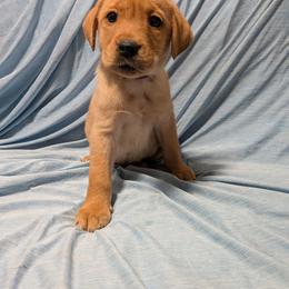 Purple - Yellow female Labrador Retriever puppy in Parma, Idaho from Campbell Valley Labradors