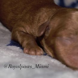 Boy 1 - Poodle puppy in Miami Dade County, Florida from RoyalPaws_Miami