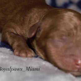 Boy 1 - Poodle puppy in Miami Dade County, Florida from RoyalPaws_Miami