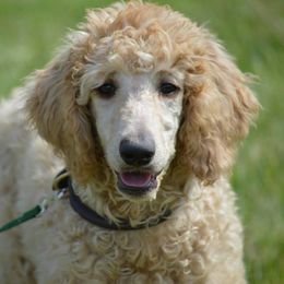 Poodle Puppies from Country Pups Poodles