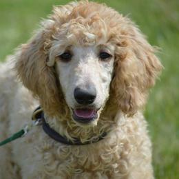 Poodle Puppies from Country Pups Poodles