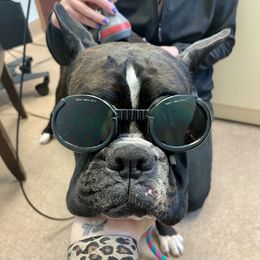 Boxer All Grown Up from Bluegrass Brawn Boxers