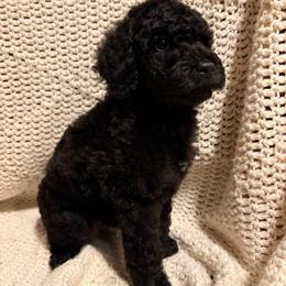 Shenzi - Black female Poodle puppy in Troy, New Hampshire from SP Standard Poodles