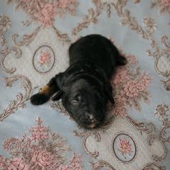 Penelope - Black tri-color female Aussiedoodle puppy in Inman, South Carolina from Dark Corner Doodles