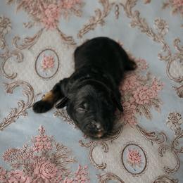 Penelope - Black tri-color female Aussiedoodle puppy in Inman, South Carolina from Dark Corner Doodles