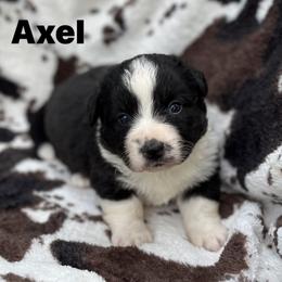 Axel-Fluffy - Black and white male Cardigan Welsh Corgi puppy in Hope, Arkansas from Foxy Knoll Farm