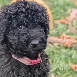 Pink Girl - Assorted Doodle Crosses puppy from Green Acres Newfypoos