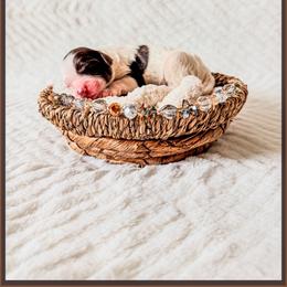 Flint - Brown and white male Bernedoodle puppy in Lake City, Florida from 224 Doodles and Poodles