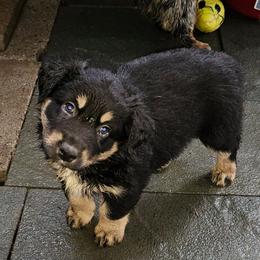 Spider (Miles) - Black tri male Miniature Australian Shepherd puppy in Orrtanna, Pennsylvania from Mountain Top Shepherd's