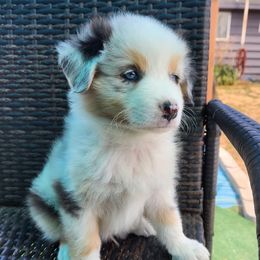 Milo - Blue merle male Australian Shepherd puppy in Springfield, Oregon from Shelter Cove Aussies