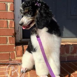 MaryJane - Phantom female Poodle puppy in Hampton, Georgia from Fancy Southern Standards