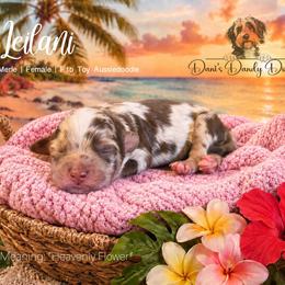 Leilani - Red phantom female Aussiedoodle puppy in Roebuck, South Carolina from Dani's Dandy Doodles