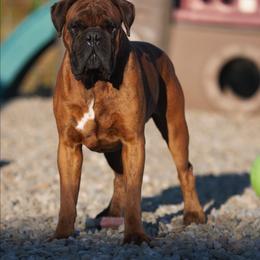 Cal - Boxer