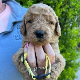 Yellow (Tully) - Red  male Goldendoodle puppy in Indian Trail, North Carolina from Castleberry Doodles and Poodles