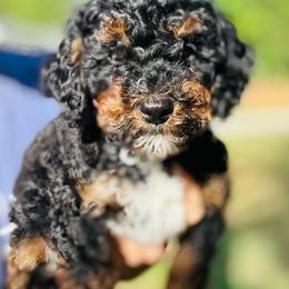 Buttercup - Phantom female Goldendoodle puppy in Gastonia, North Carolina from Crowders Creek Doodles