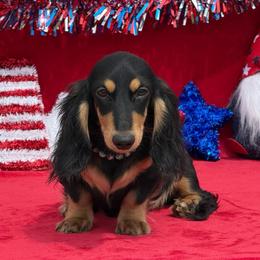 April - Black and cream female Dachshund puppy in Lincoln, Arkansas from Red Dirt Dachshunds