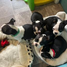 Boston Terrier Puppies from Baldwins Boston Terriers