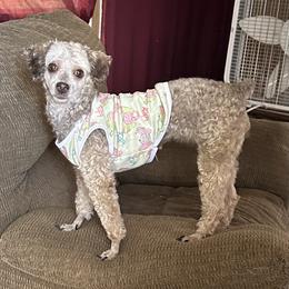Dee Dee - Poodle