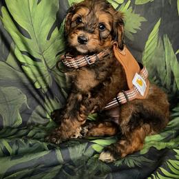 Boy 2 - Tri-color male Bernedoodle puppy in Captain Cook, Hawaii from Big Island Goldendoodles
