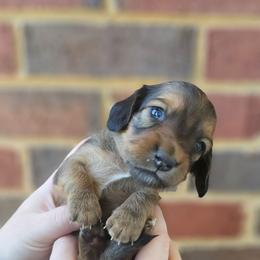 Barrett - Red male Dachshund puppy in Loganville, Georgia from Royal Dackel Haus