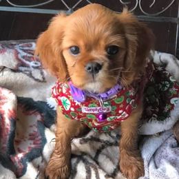 Cavalier King Charles Spaniels from Rebecca's Spaniels