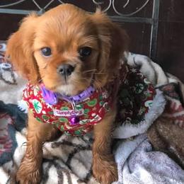 Cavalier King Charles Spaniels from Rebecca's Spaniels