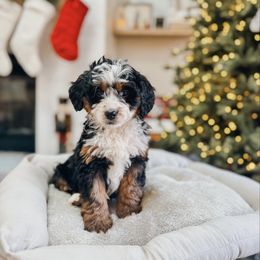 Princess - Parti female Goldendoodle puppy in Alamance County, North Carolina from Doodle Squad Puppies