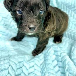 Walker - Sable male Aussiedoodle puppy in Science Hill, Kentucky from Southern Paws Kennels