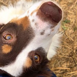 Mastiffs and Miniature Australian Shepherds from M&M Aussie's & Mastiff's