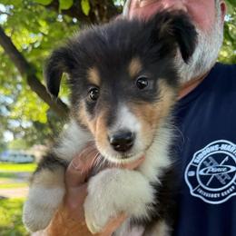 Zelda at 5 weeks old - Black white and tan female Collie puppy in Lonoke, Arkansas from Colley Collies