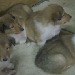 Collie Puppies from Red Tartan Kennel