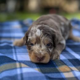 Eleanor - Brown merle female Aussiedoodle puppy in Liberty, Texas from Poodles and Doodles Most Excellent Adventures