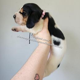 Pink collar - Black white and brown female Basset Hound puppy in Alton, Illinois from Show Me Great Danes and Basset Hounds