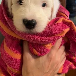 Sheepadoodle Puppies from Narrow Path Puppies