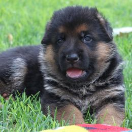 German Shepherd Puppies from vom Haus am Lerchenweg