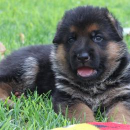 German Shepherd Puppies from vom Haus am Lerchenweg