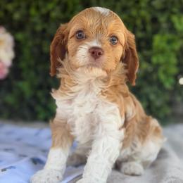 Lucky - Blenheim male Cavapoo puppy in Colorado Springs, Colorado from Shining Star Doodles