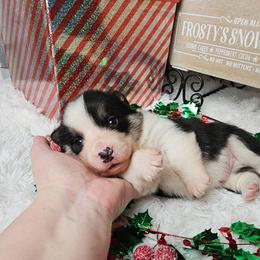 Lil Smokie-Docked tail - Black and tan male Pembroke Welsh Corgi puppy in Deming, New Mexico from Dragon Ridge Corgis