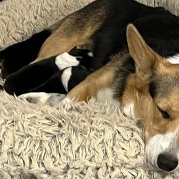 American Corgis and Pembroke Welsh Corgis from Boshart Farm