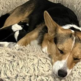 American Corgis and Pembroke Welsh Corgis from Boshart Farm
