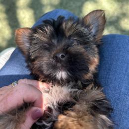 Winston - Black and tan male Yorkshire Terrier puppy in Kingston, Oklahoma from Lake Life