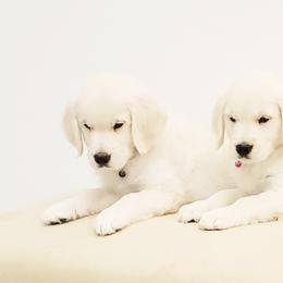 Golden Retriever and Labrador Retriever Puppies from Sierra Hills Retrievers