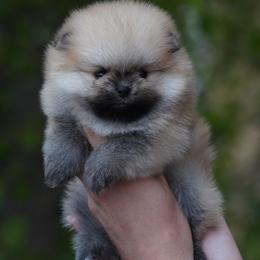 Boy 2 - Orange male Pomeranian puppy in Denver, Colorado from Diana's Pomeranians