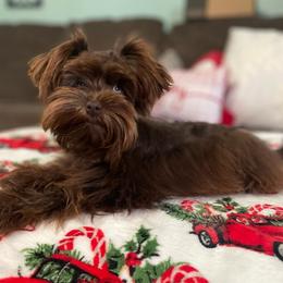 Miniature Schnauzers from Vintage Schnazuers