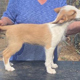 Lochbay Circe - White and red female Portuguese Podengo puppy in Carr, Colorado from Lochbay
