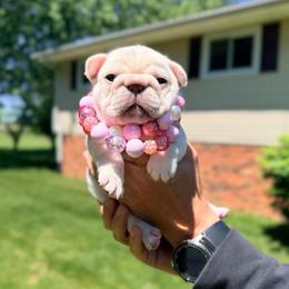 Laverne - Cream female French Bulldog puppy in Shields, Michigan from Mid-Michigan Frenchies