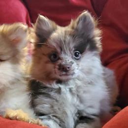 Pomeranians from Hunnibunnies