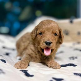 Eowyn - Red  female Goldendoodle puppy in Pittsburg, Texas from Grace Springs Goldendoodles