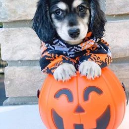 Dachshund Puppies from RRD