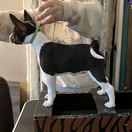 Basenji Puppies from TAKARI’S Basenjis